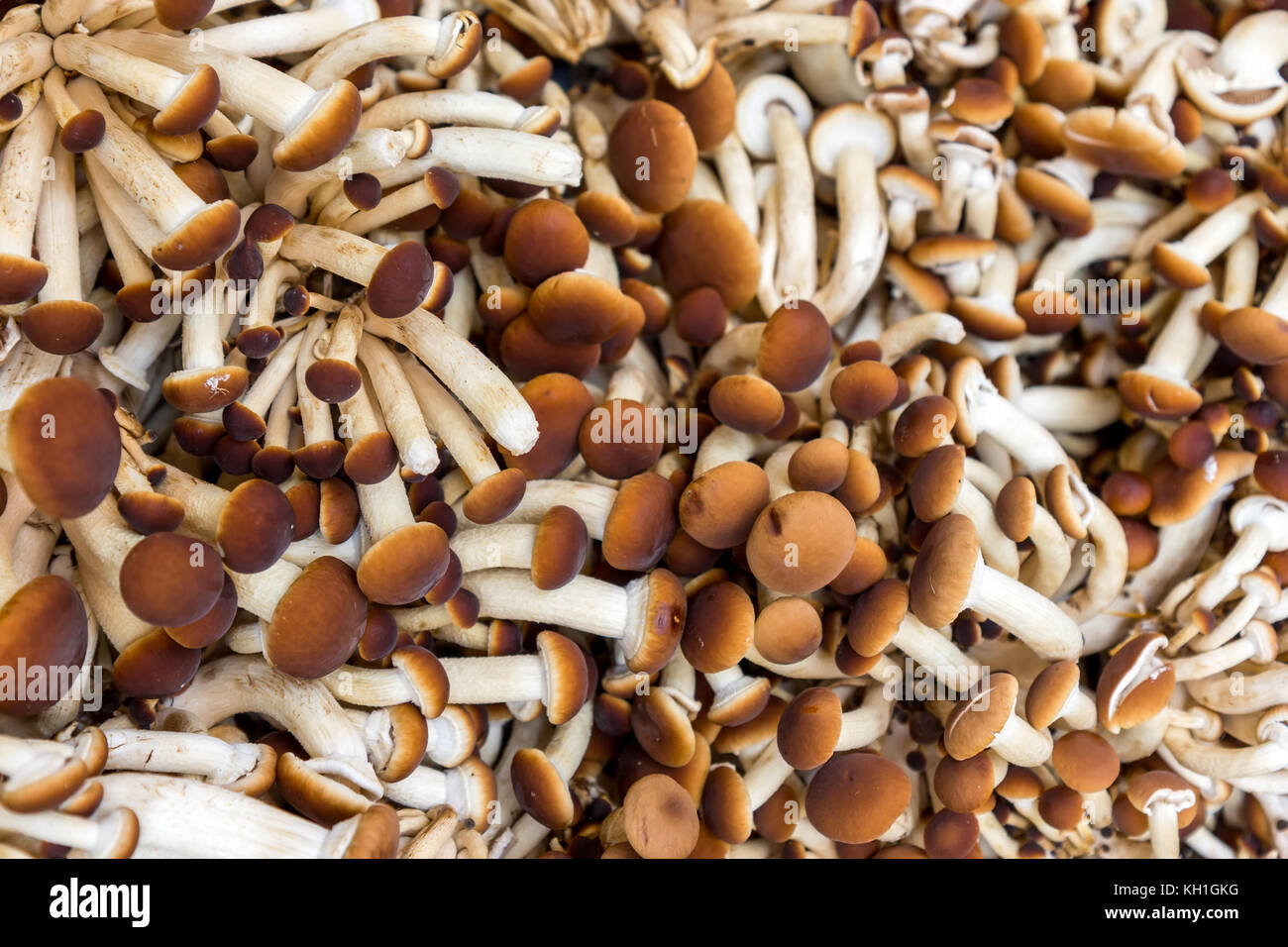 Raw mushrooms Agrocybe aegerita close up Stock Photo Alamy