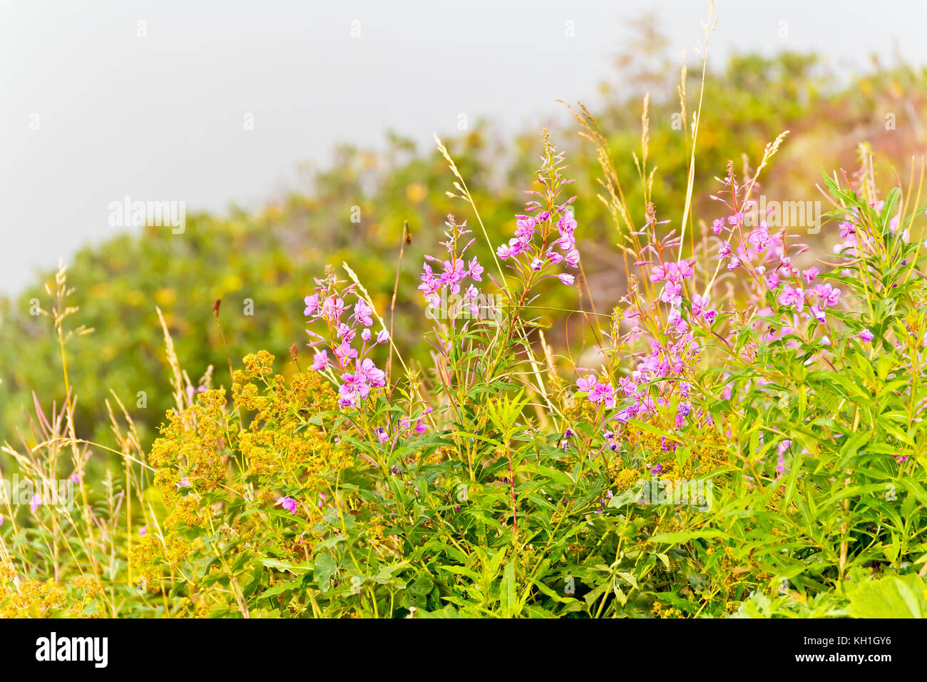 Summer photo of many mountain flowers in summer day Stock Photo