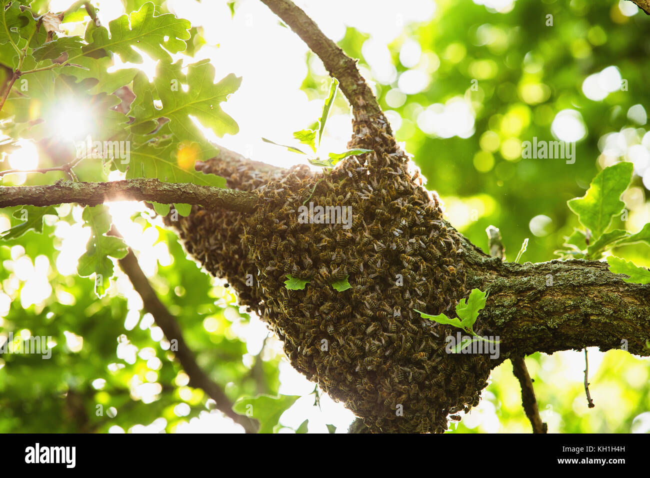 Honeybee swarm hanging at the tree in nature Stock Photo