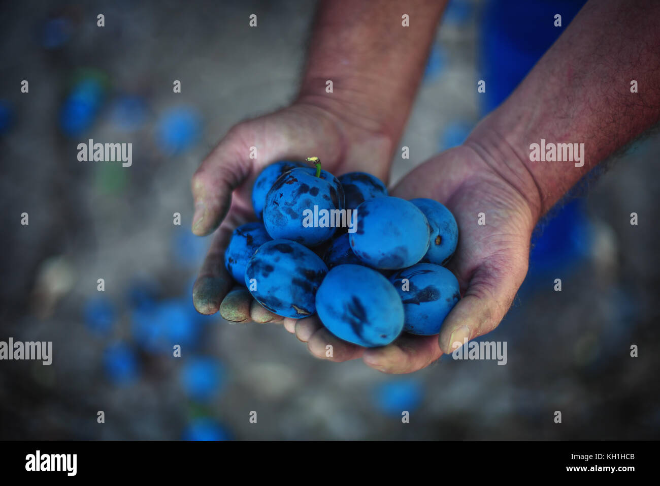 Plum harvest. Farmers hands with freshly harvested plums Stock Photo