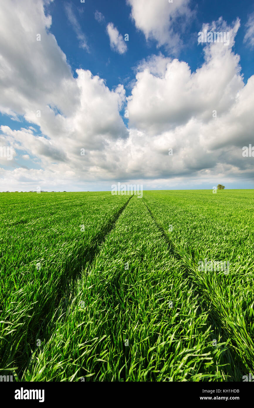 Green field and blue sky with clouds Stock Photo - Alamy