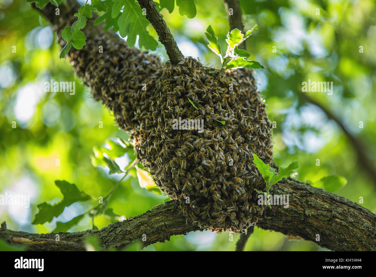 Honeybee swarm hanging at the tree in nature Stock Photo