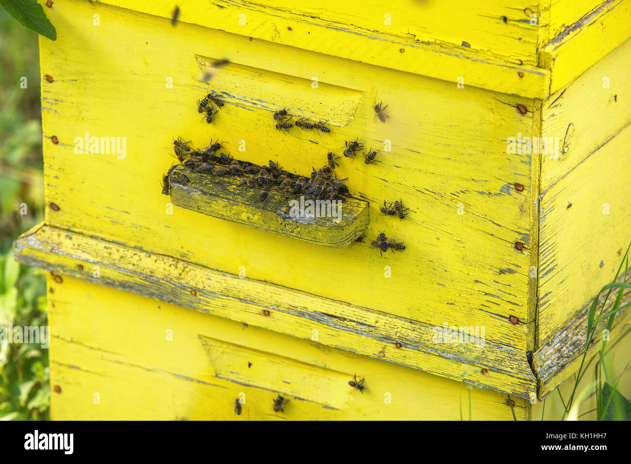 Honey bees swarming on a hive Stock Photo