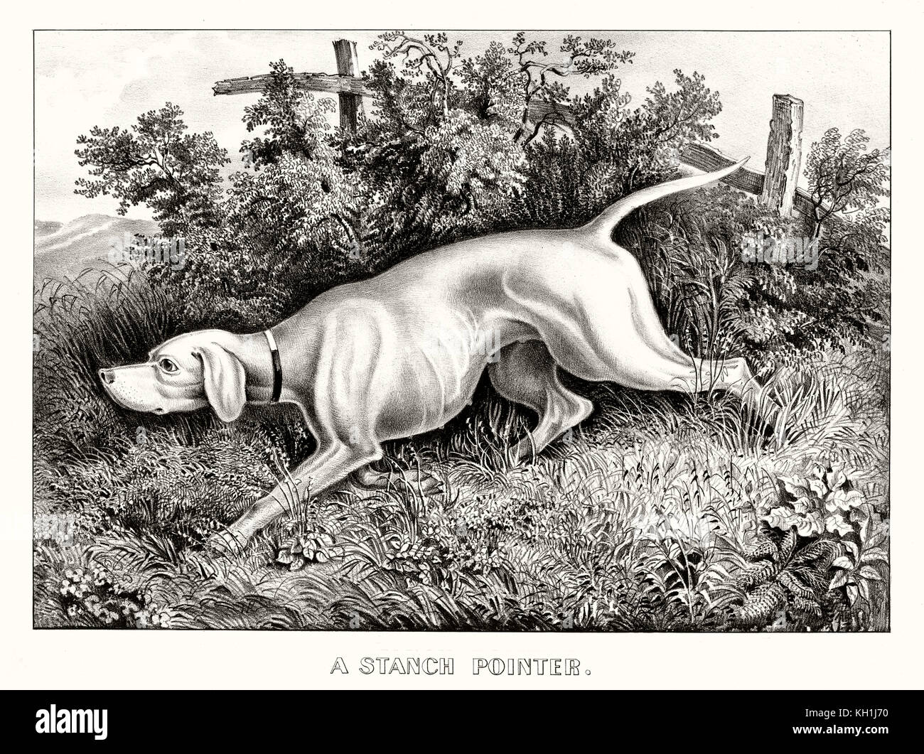 Old illustration of an English Pointer, gun dog. By Currier & Ives, publ. in New York, 1871 Stock Photo