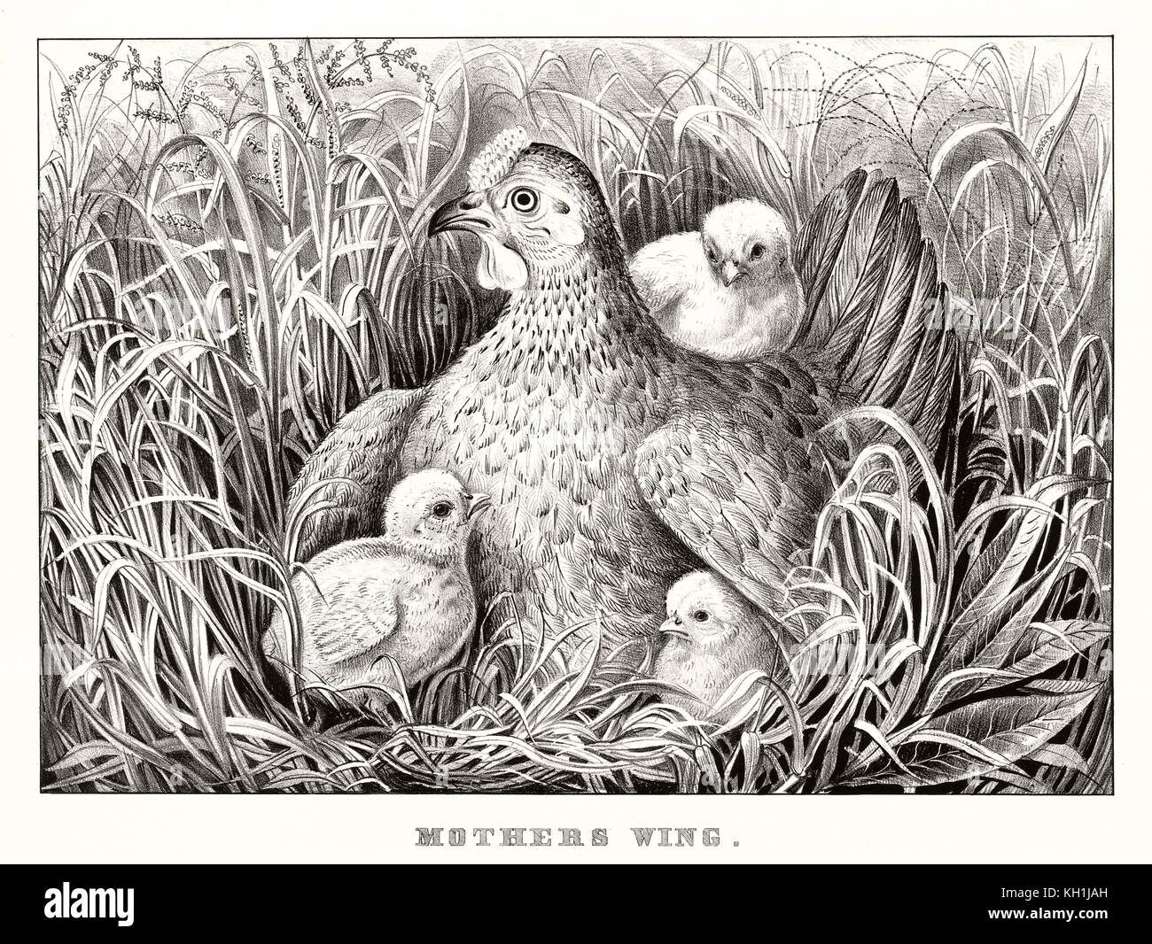Old illustration of chicks protected under mother's wings. By Currier & Ives, publ. in New York, 1866 Stock Photo