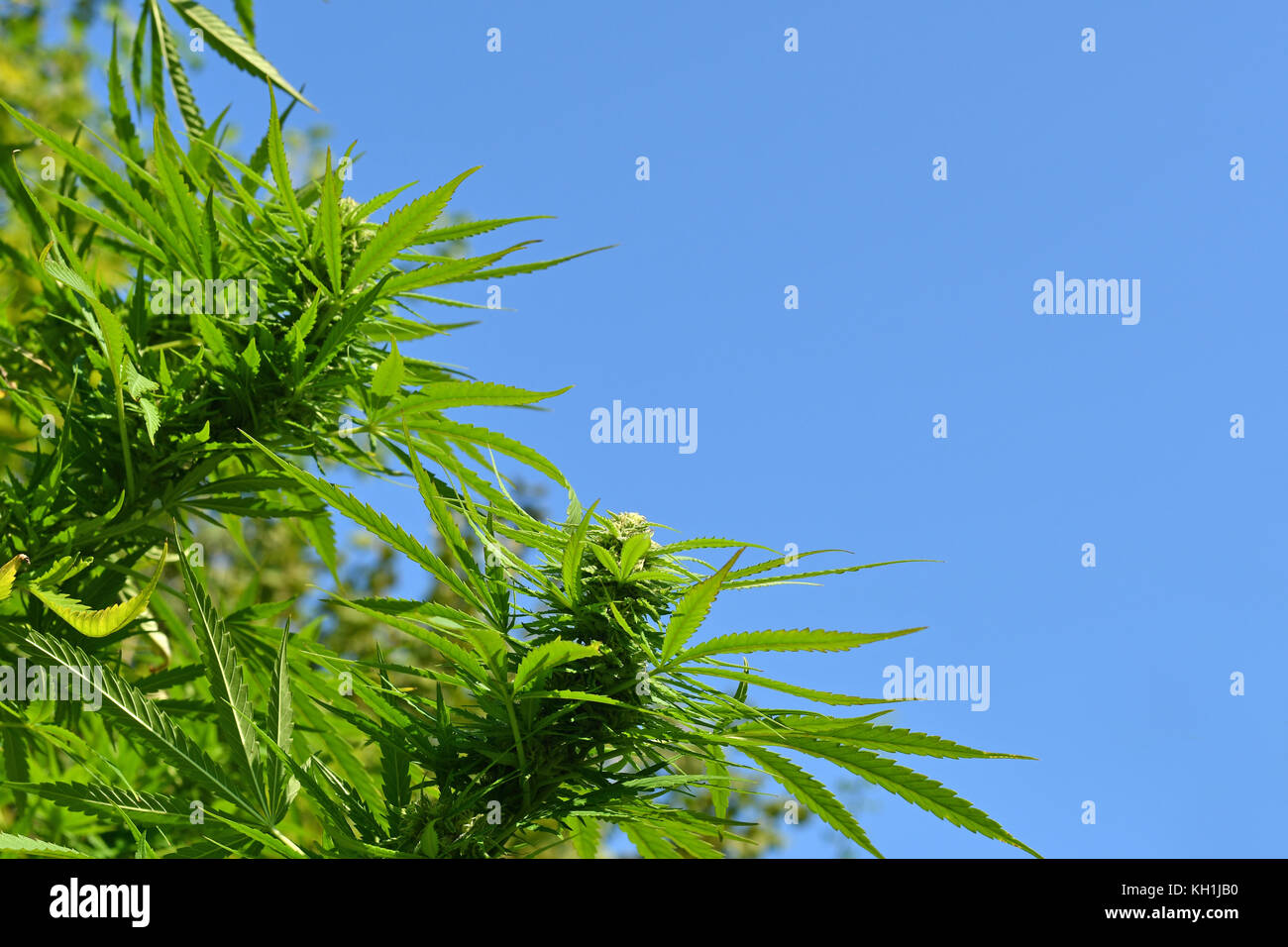 Cannabis plant at flowering stage growing outdoors Stock Photo