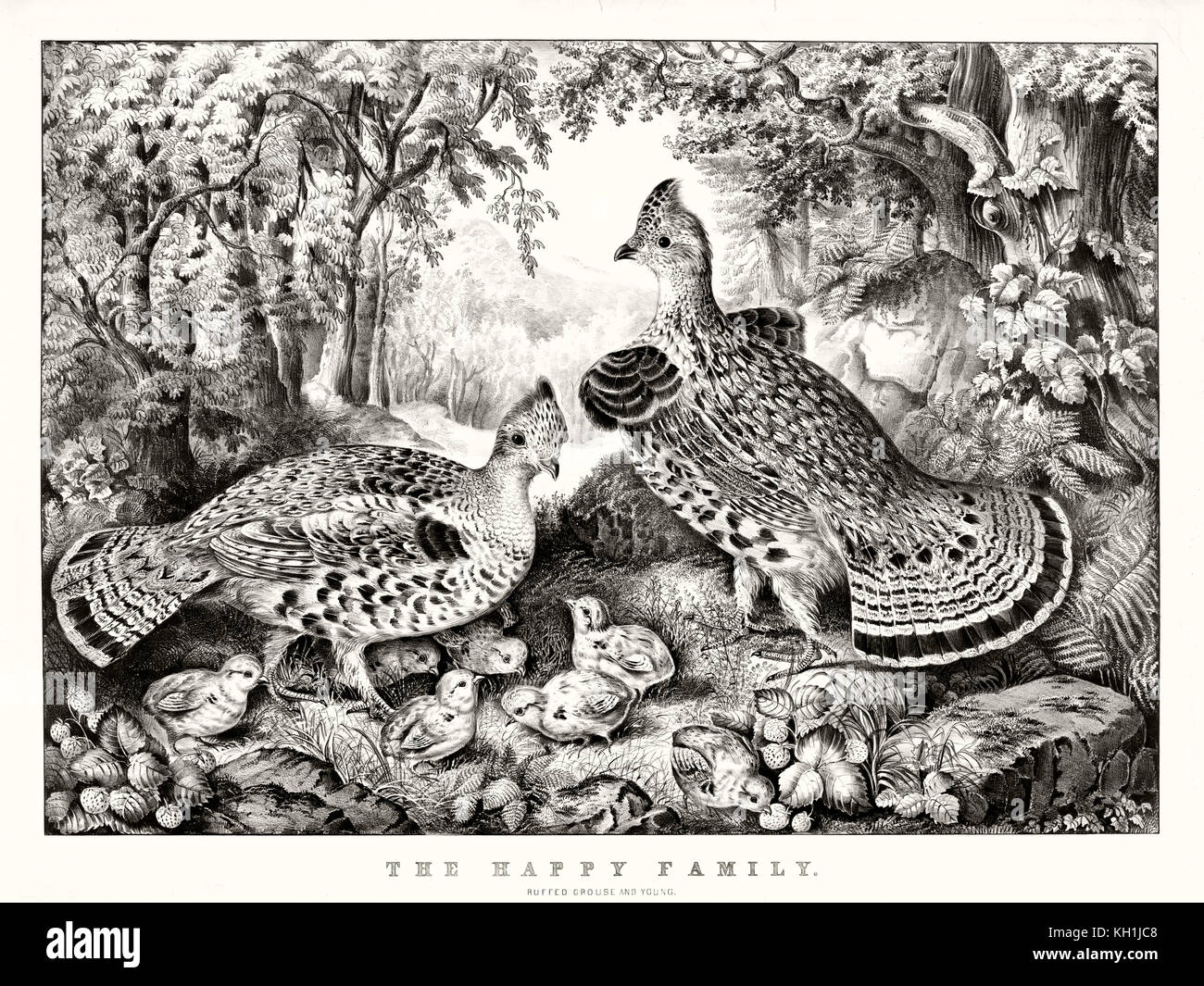 Old illustration of Ruffed Grouse (Bonasa umbellus). By Currier & Ives, publ. in New York, 1866 Stock Photo