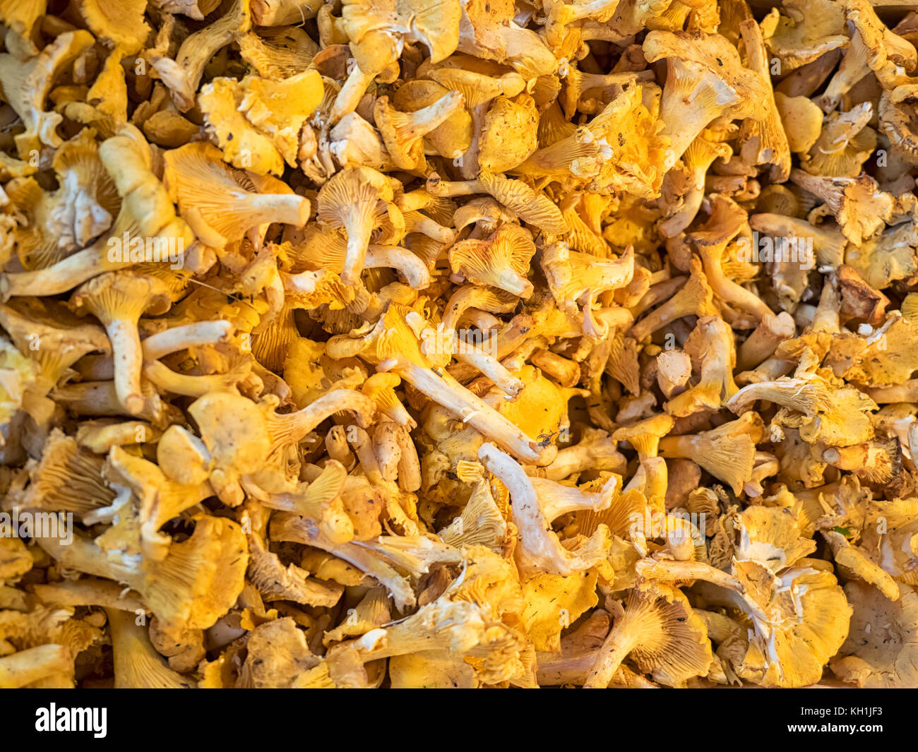 SAINTES, FRANCE Fresh raw Chanterelle Mushrooms for sale at a French