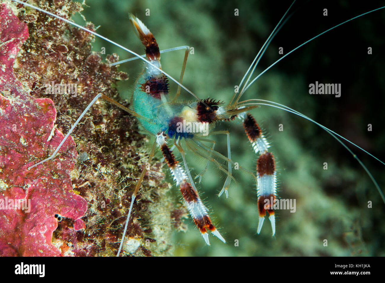 banded coral shrimp Stock Photo Alamy