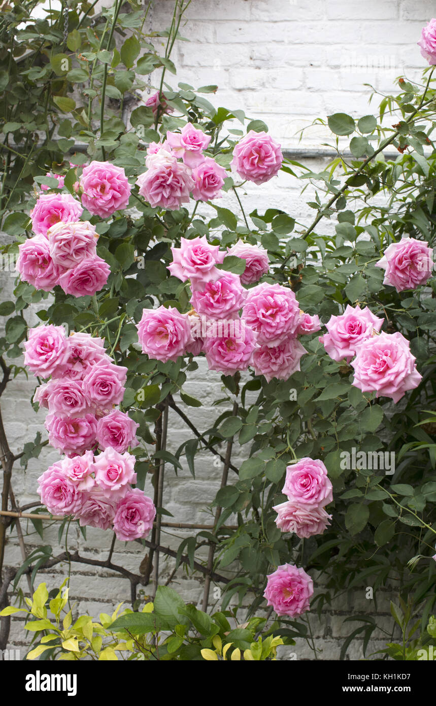 Rosa, 'Colombian Climber' growing in the greenhouse, Guanock House and garden, Lincolnshire Stock Photo