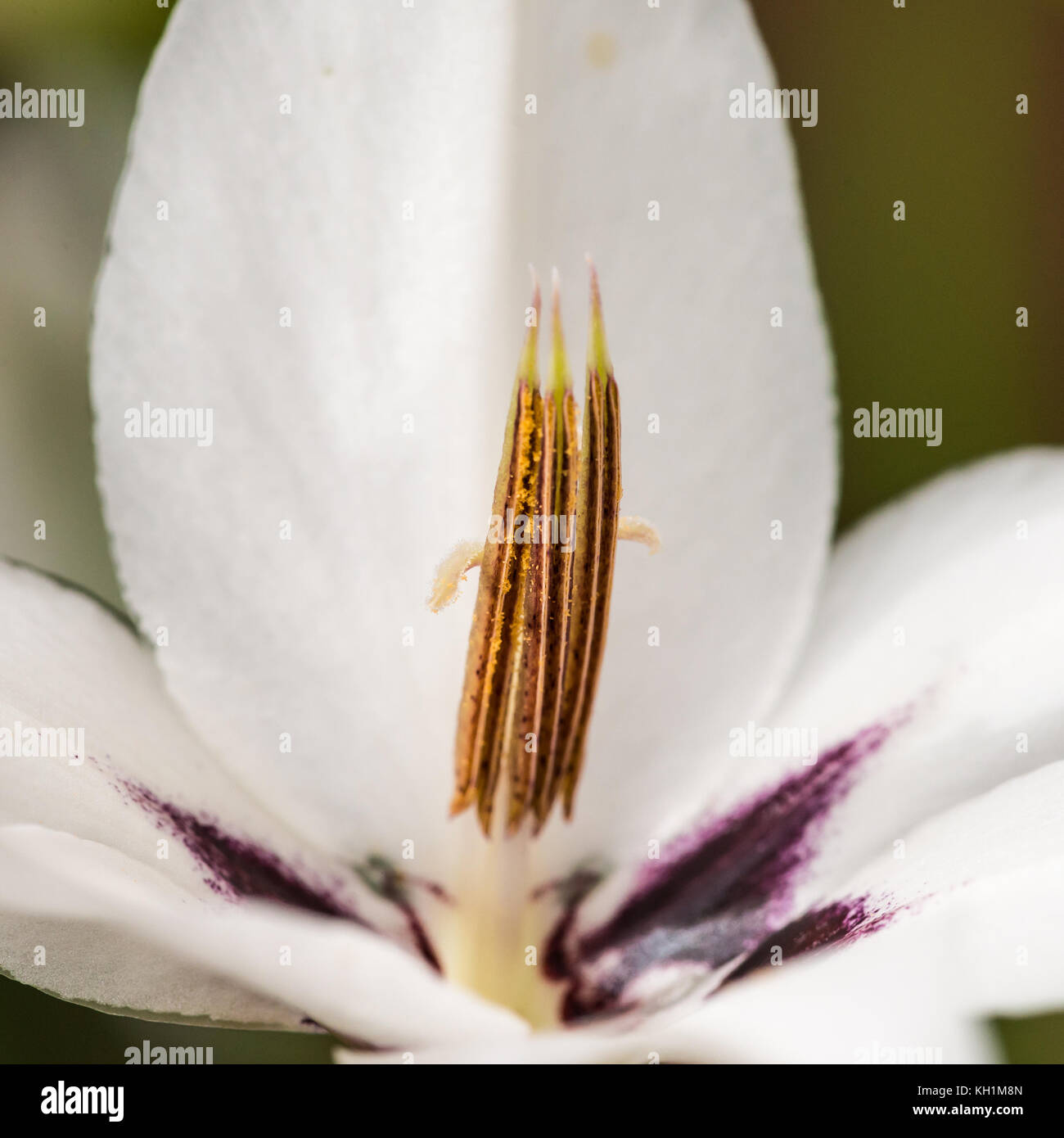 A macro shot inside an acidanthera bloom. Stock Photo