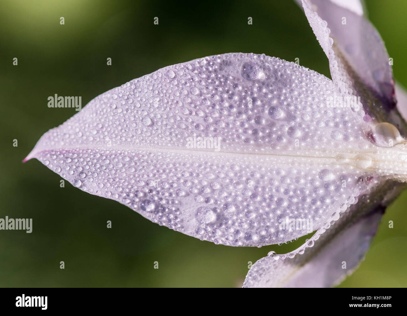 An abstract macro shot of dewdrops standing on the white petals of an acidanthera bloom. Stock Photo