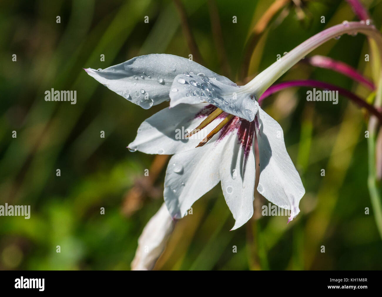 A macro shot of a white abyssinian gladiolus bloom. Stock Photo