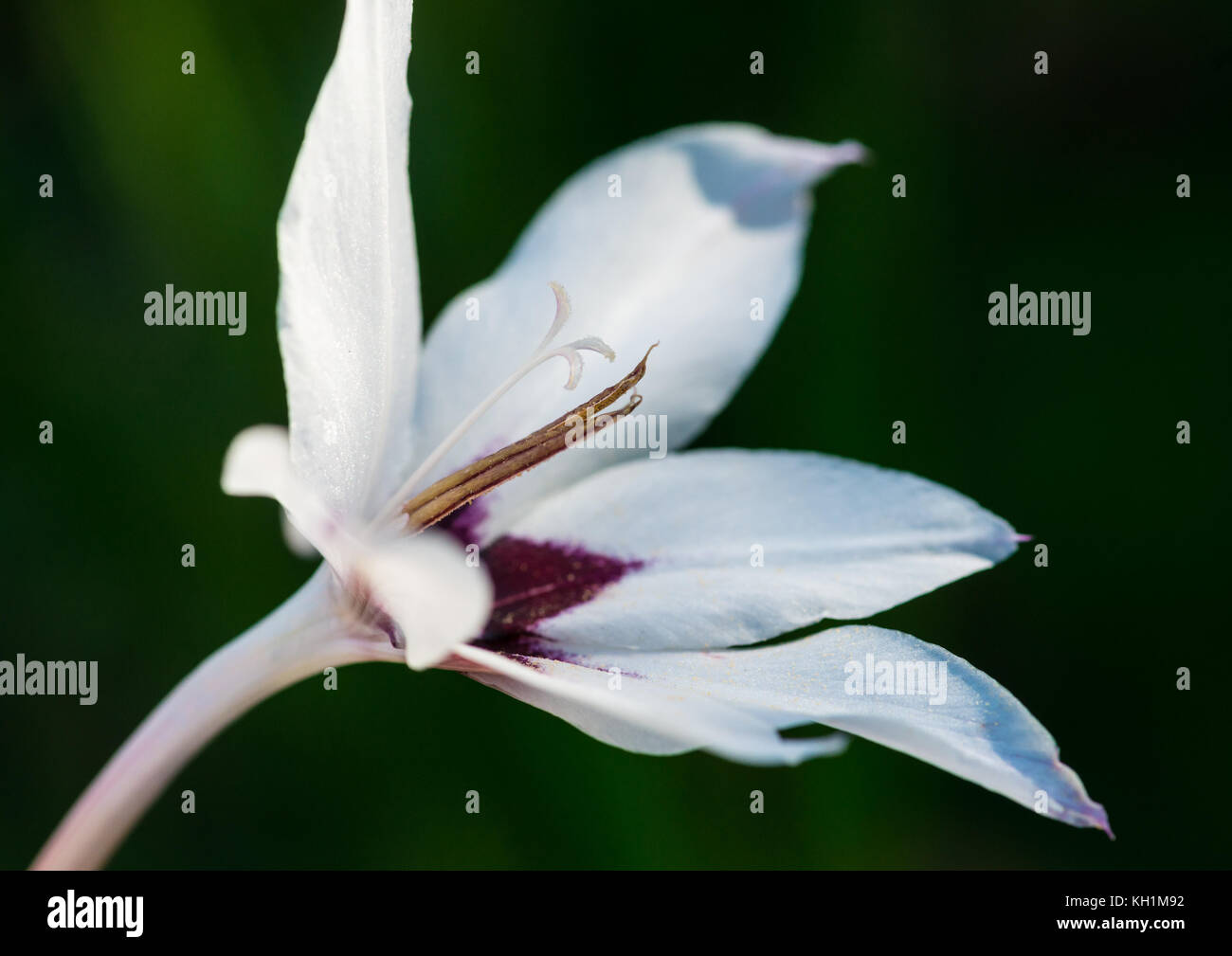 A macro shot of an abyssinian gladiolus bloom. Stock Photo