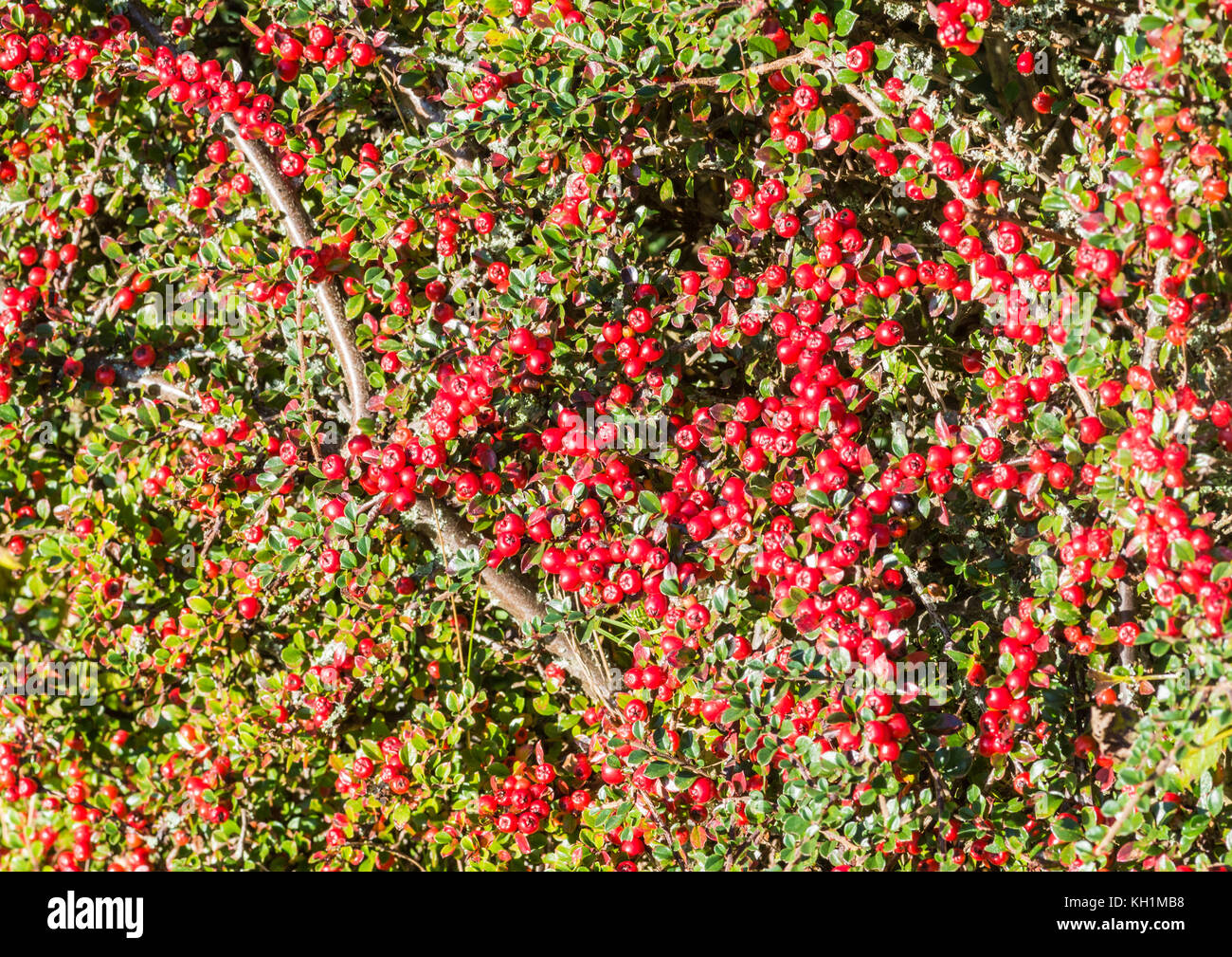 The red berries of a cotoneaster bush. Stock Photo