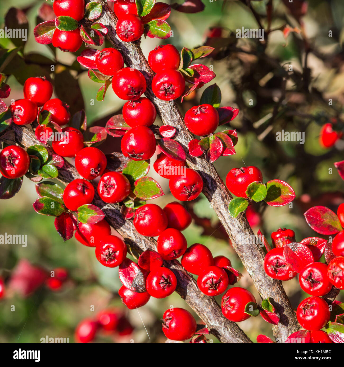 The red berries of a cotoneaster bush. Stock Photo