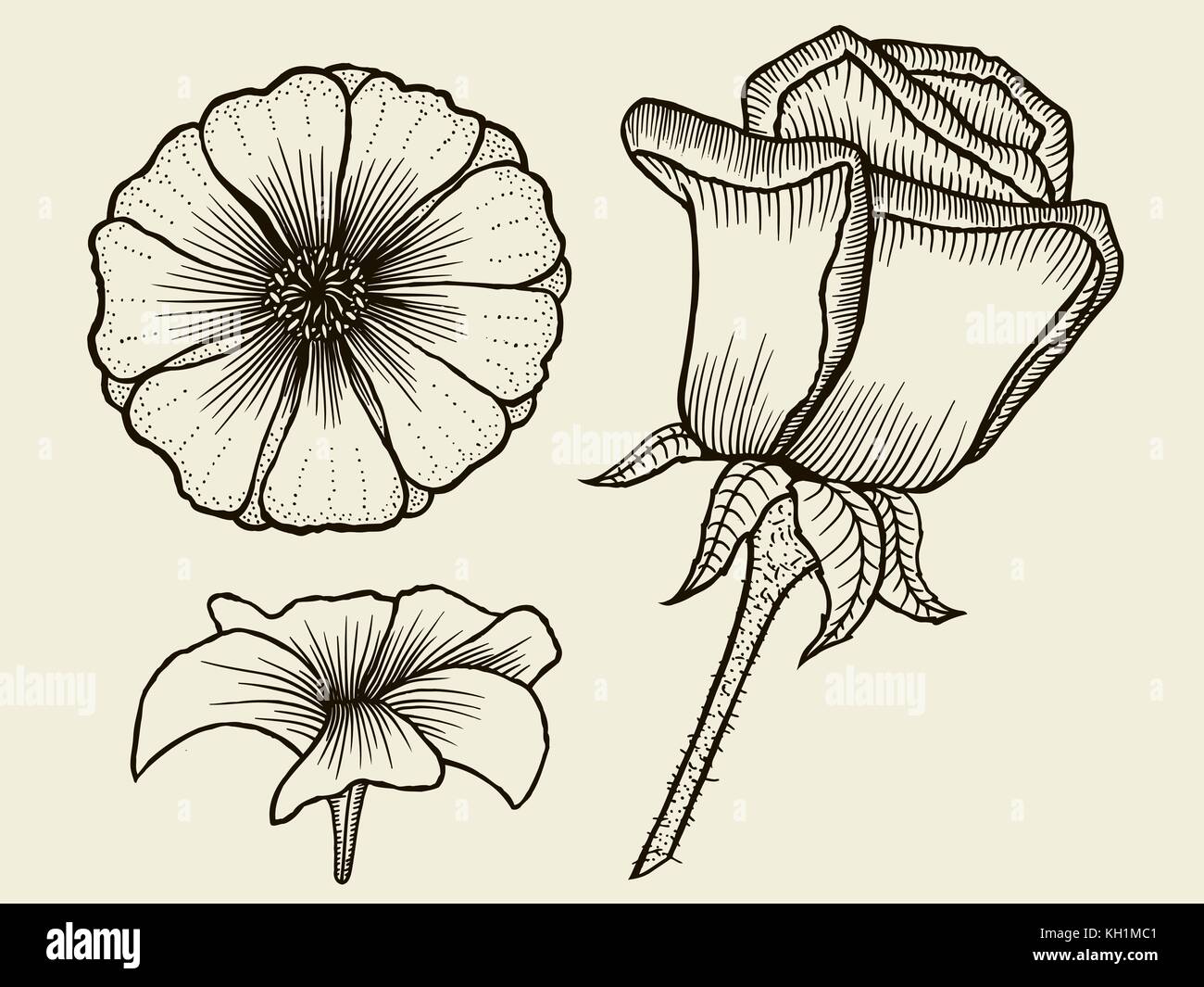 Flowers. Hand drawn sketch flowers, rose, floral pattern Vector