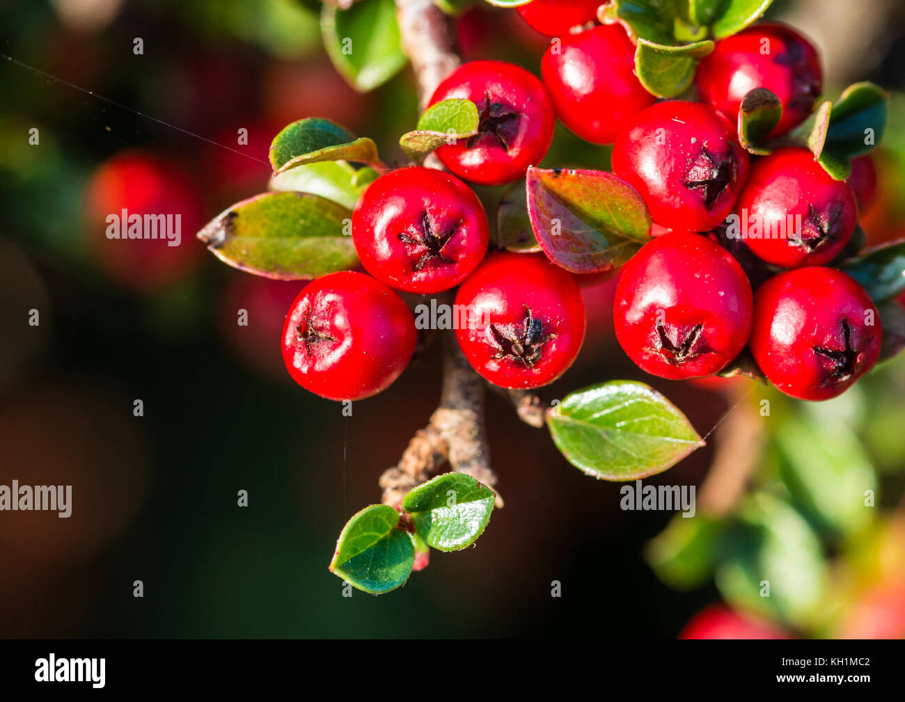 A macro shot of some red cotoneaster bush berries. Stock Photo