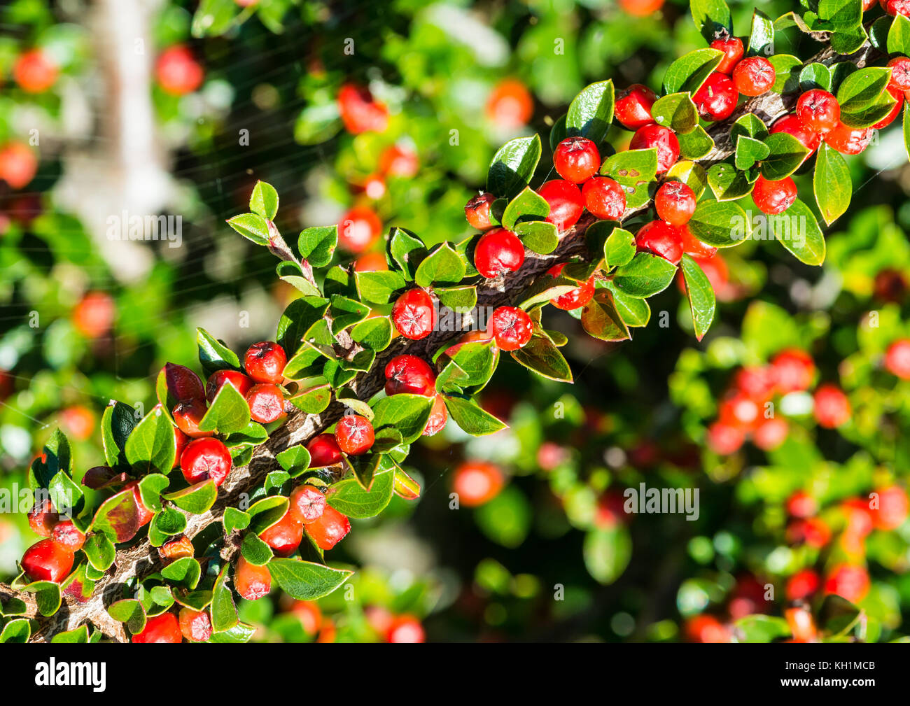 A macro shot of some cotoneaster bush berries. Stock Photo