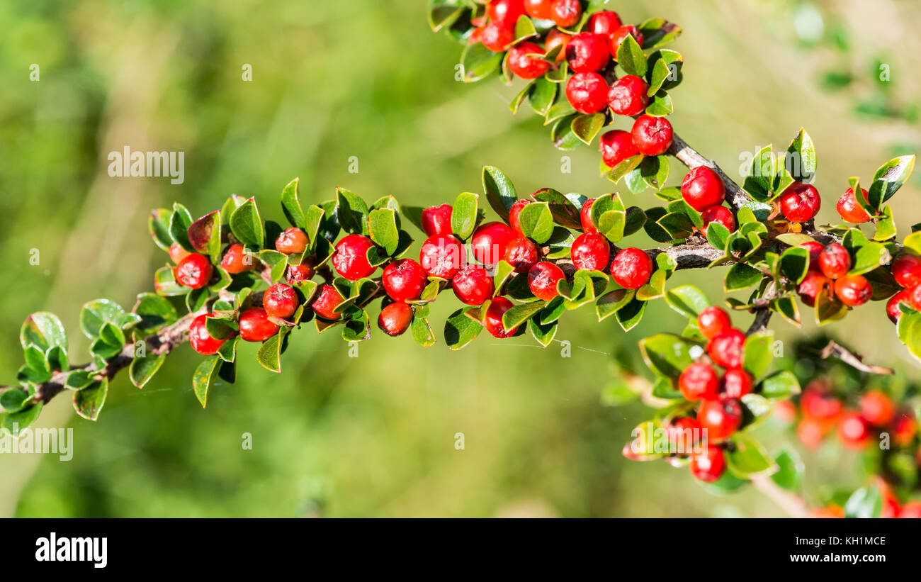 A macro shot of some cotoneaster bush berries. Stock Photo