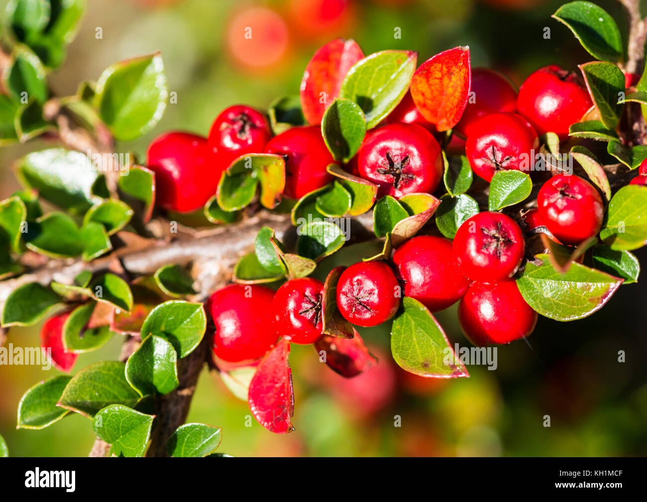 A macro shot of some red cotoneaster berries. Stock Photo