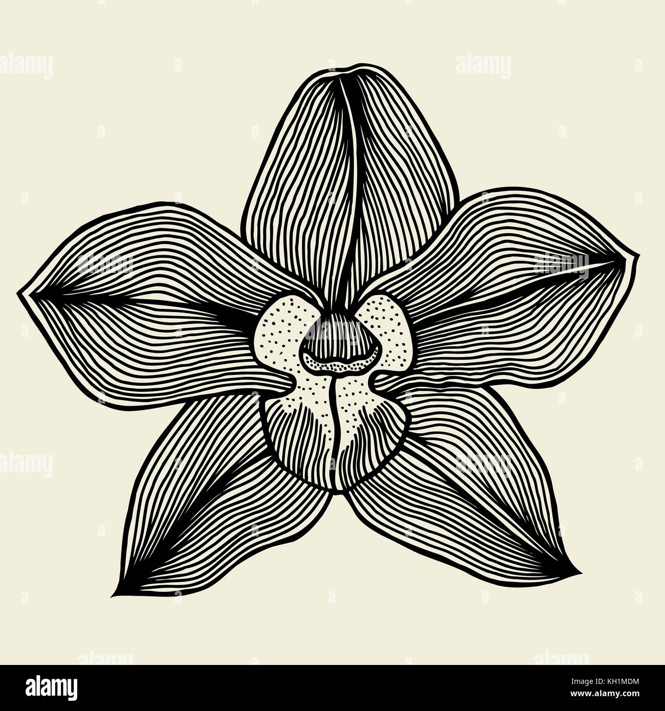 floral orchid vintage drawing vector illustration isolated Stock Vector ...