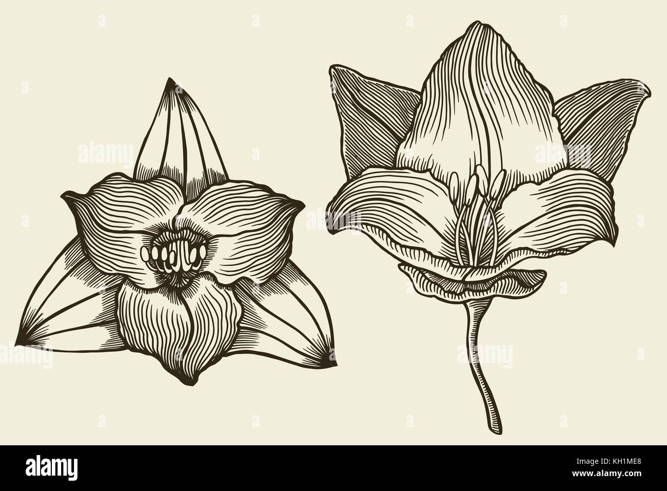 floral blooming lilies hand drawn vector illustration sketch Stock ...