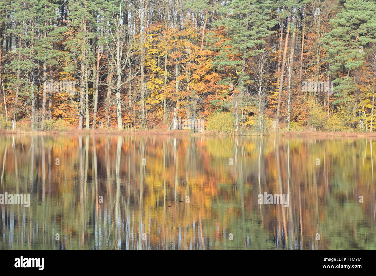 Autumn Foliage Reflection in the forest lake Stock Photo - Alamy