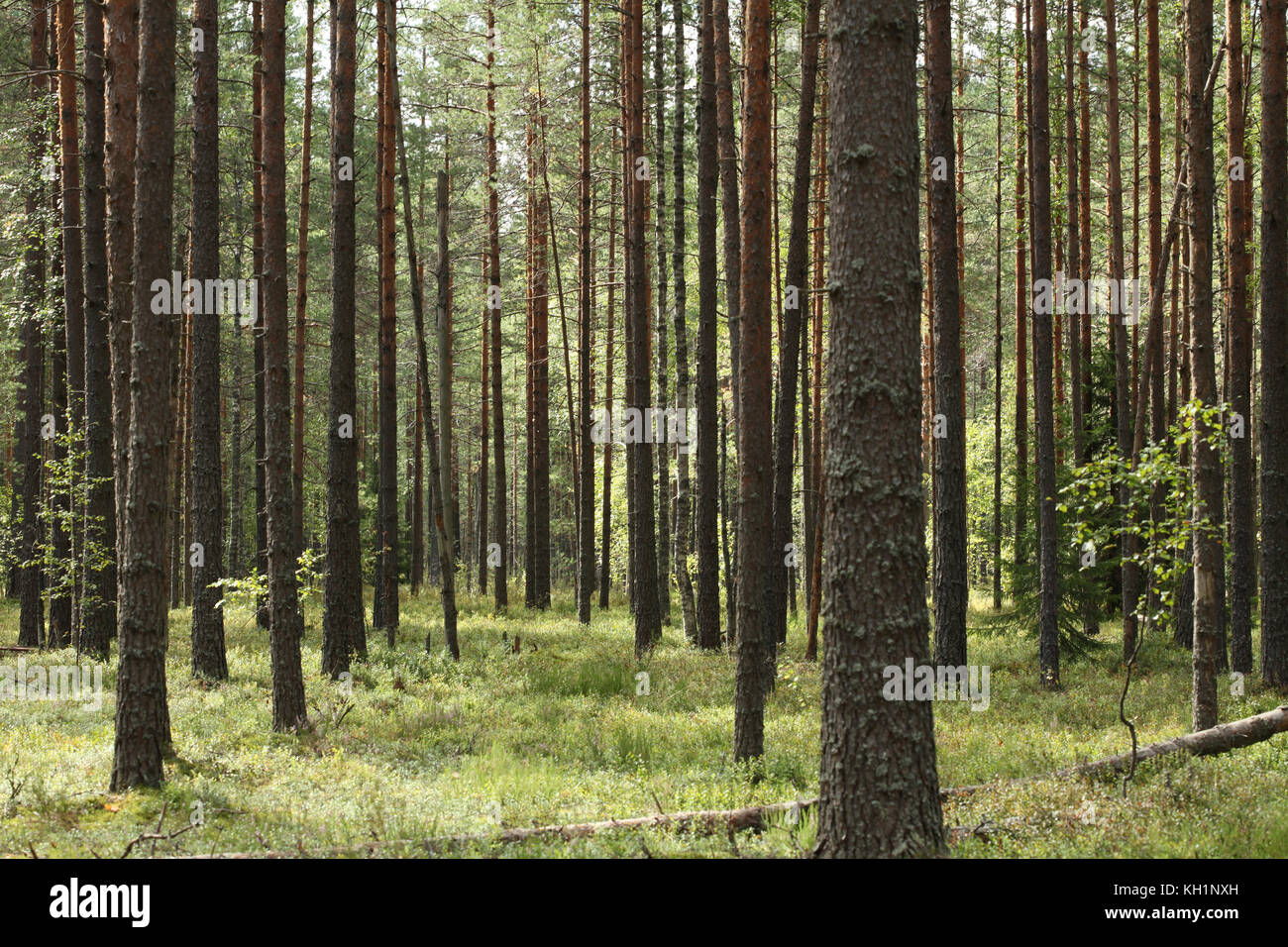 pine forest in summer day Stock Photo - Alamy
