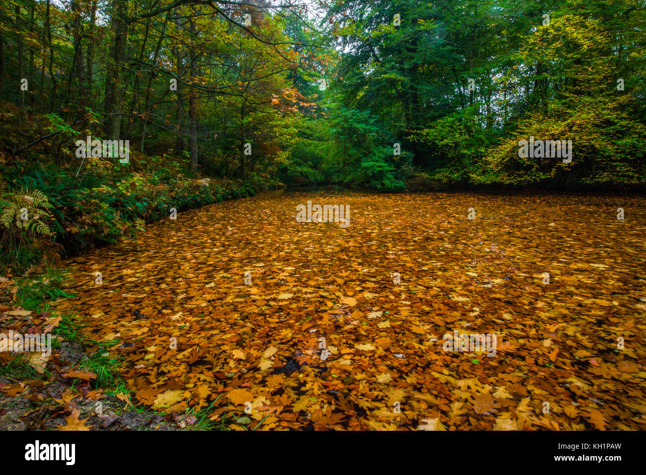 Chelwood vachary in the Ashdown Forest, Chelwood Gate, nr Uckfield