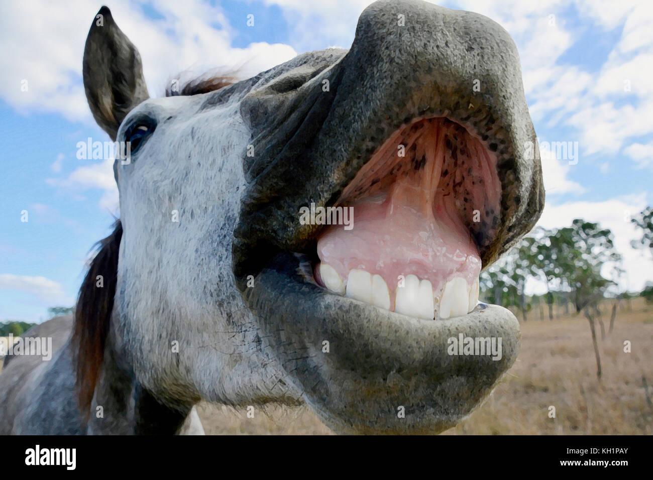 Funny horse faces hi-res stock photography and images - Alamy
