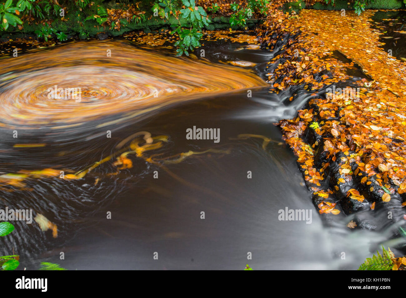 Chelwood vachary in the Ashdown Forest, Chelwood Gate, nr Uckfield