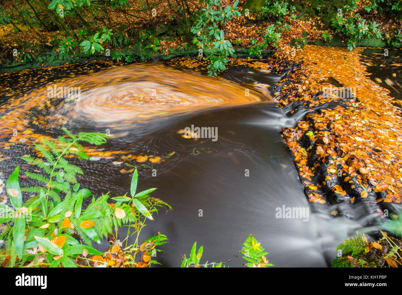 Chelwood vachary in the Ashdown Forest, Chelwood Gate, nr Uckfield