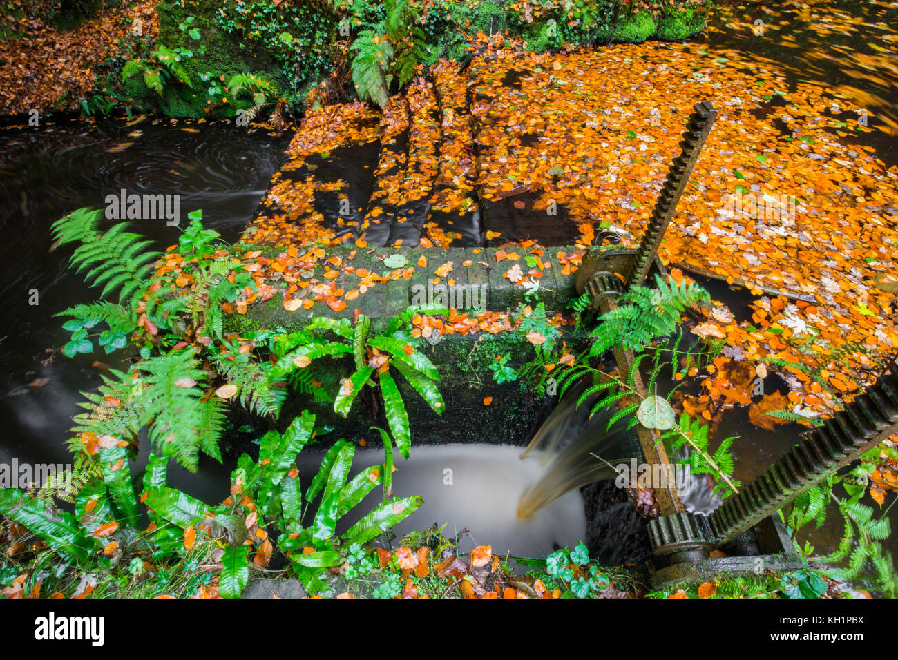 Chelwood vachary in the Ashdown Forest, Chelwood Gate, nr Uckfield