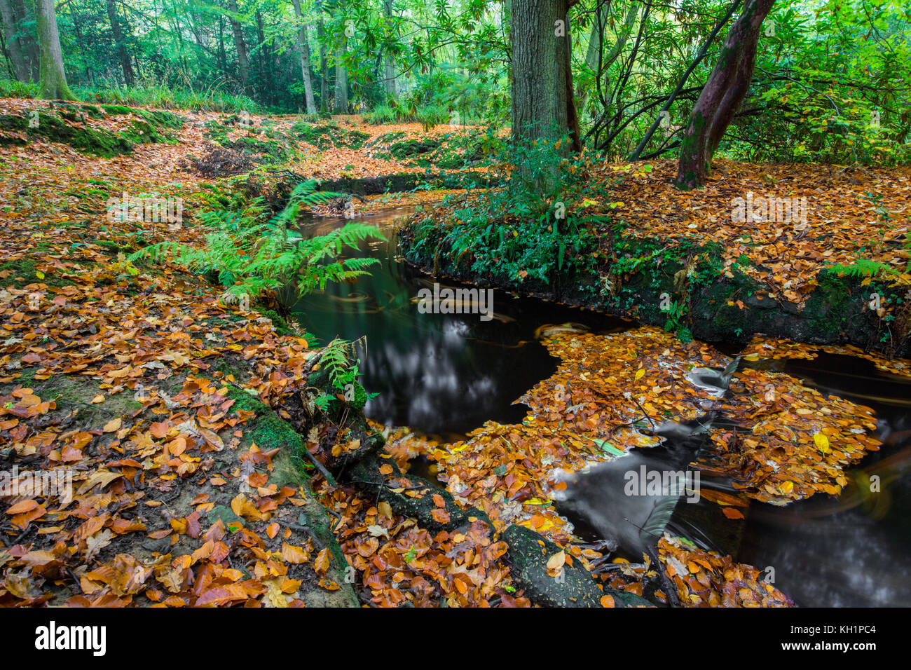 Chelwood vachary in the Ashdown Forest, Chelwood Gate, nr Uckfield