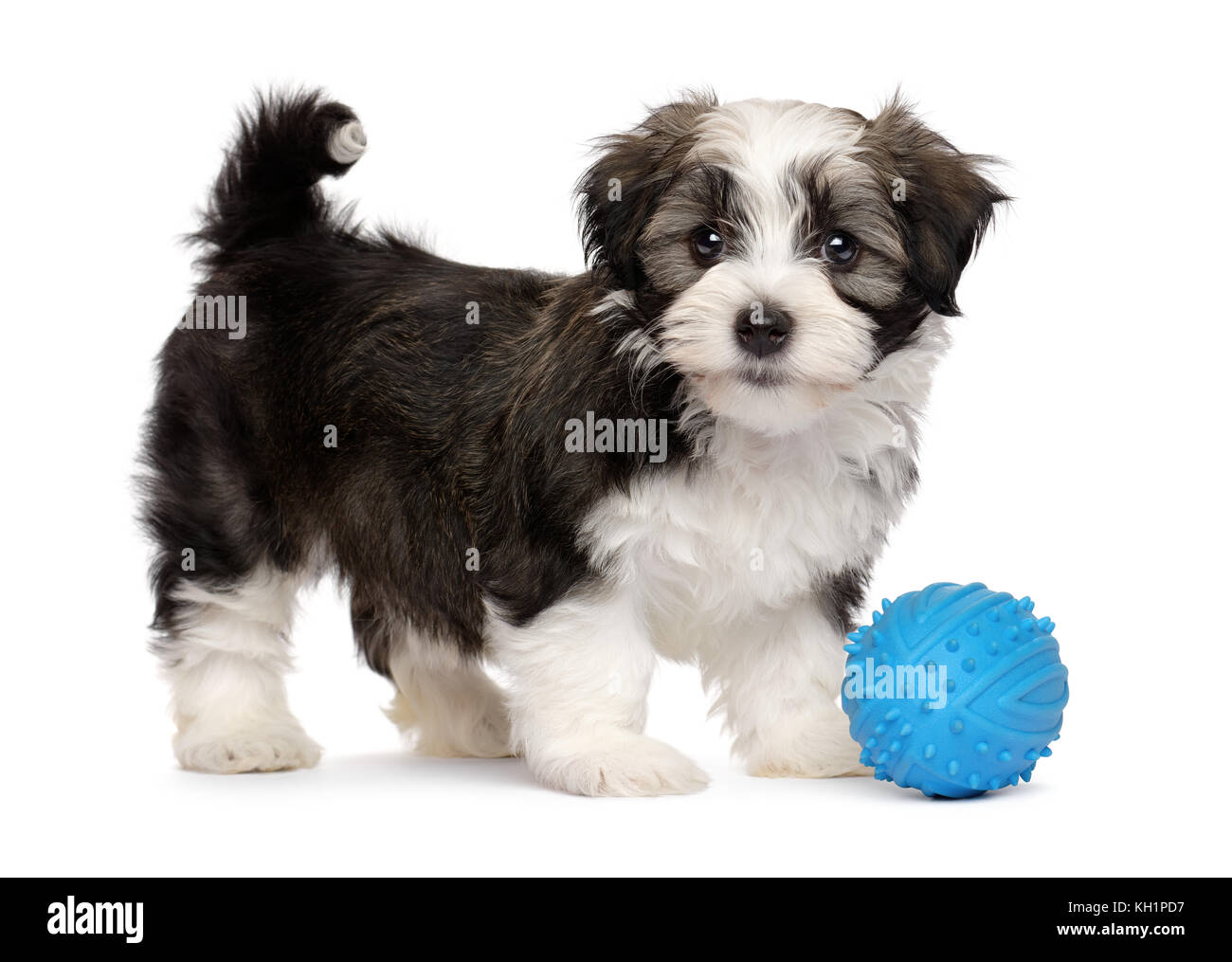 Cute silver sable havanese puppy dog standing with a blue toy ball