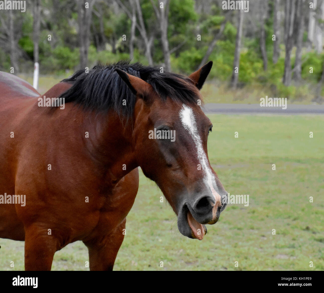 Horses nose hires stock photography and images Alamy