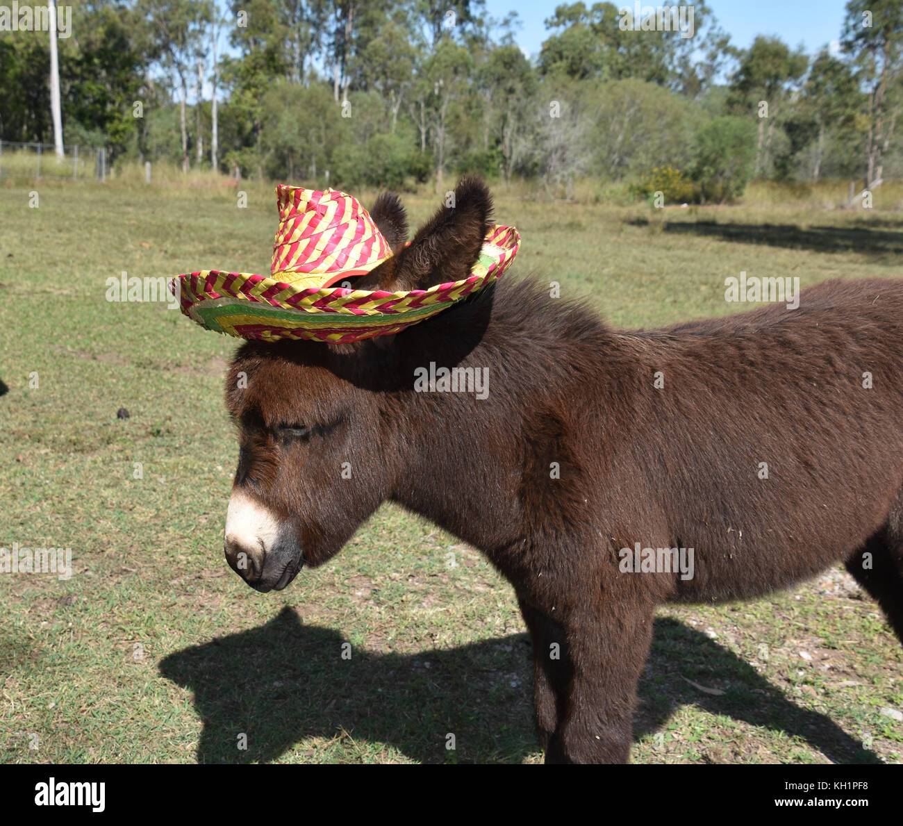 DONKEY WEARING MEXICAN HATS Stock Photo - Alamy