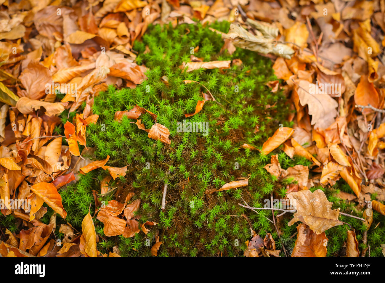 A view of moss and fallen leaves on the ground in an autumn forest ...