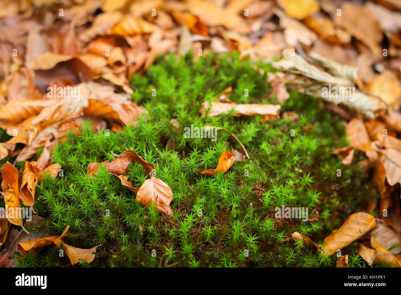 A view of moss and fallen leaves on the ground in an autumn forest ...
