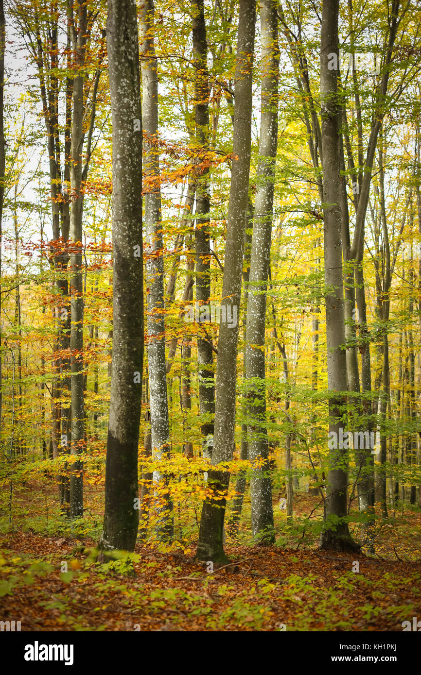 A view of a beech forest in autumn Stock Photo - Alamy