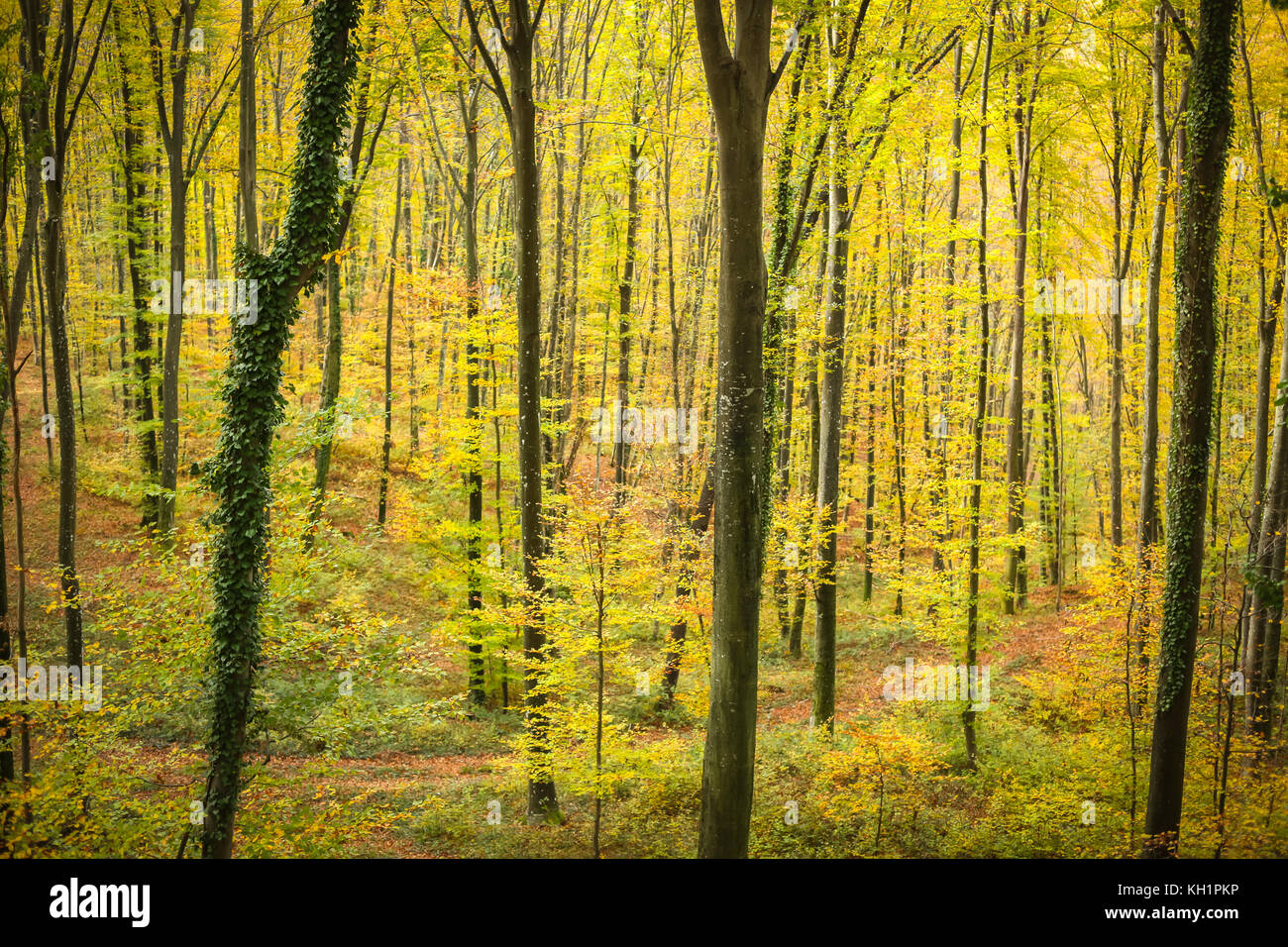 A view of a beech forest in autumn Stock Photo - Alamy