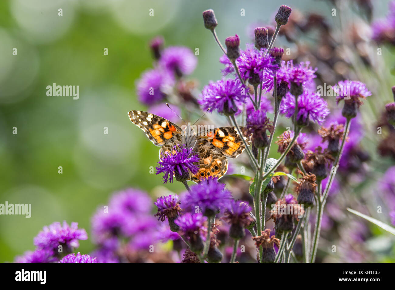 Painted Lady Butterfly Stock Photo Alamy