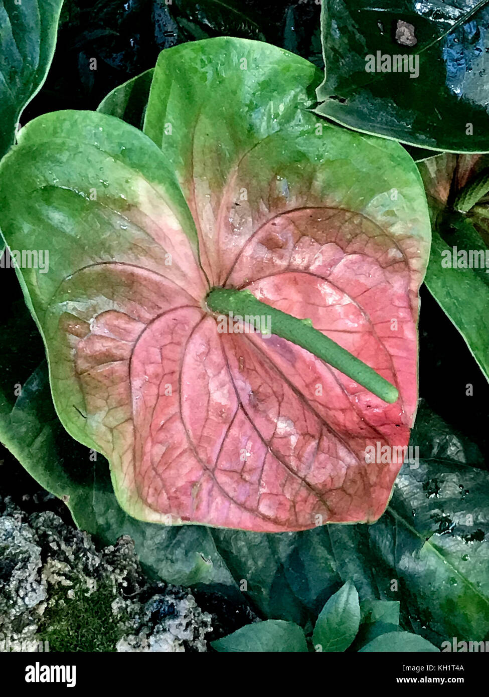 anthurium sp limon Anthurium Sp. Limon, Exact Plant Ships Nationwide – Canopy Gems main image 0