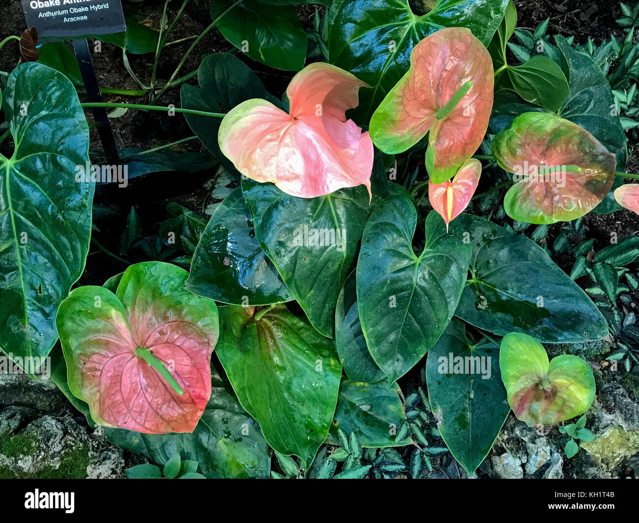Anthurium obake hybrid hi-res stock photography and images - Alamy