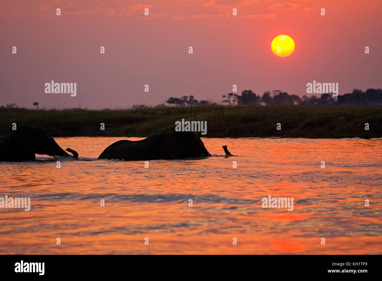 Elephants crossing Chobe river at sunset, Chobe National Park, Botswana ...