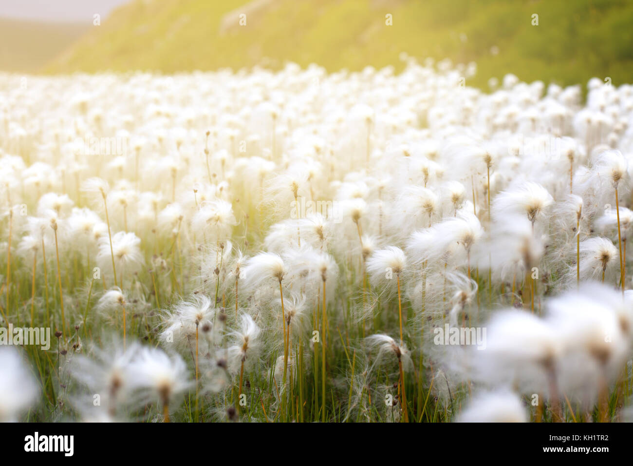 Arctic cotton grass (Eriophorum) field in Iceland. Horizontal shot with solar effect Stock Photo