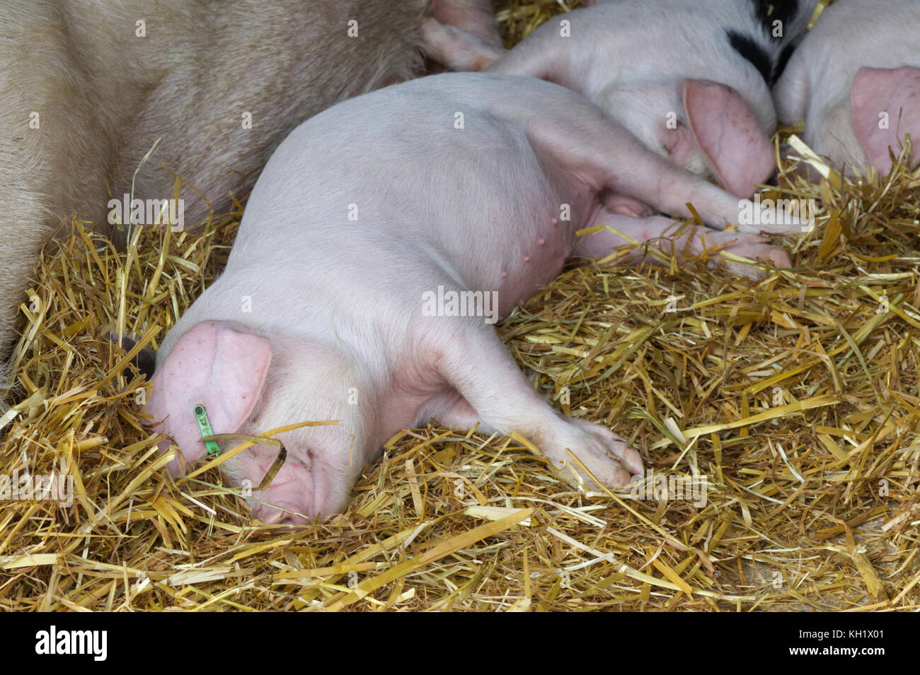 sleeping piglets in a straw pen Stock Photo