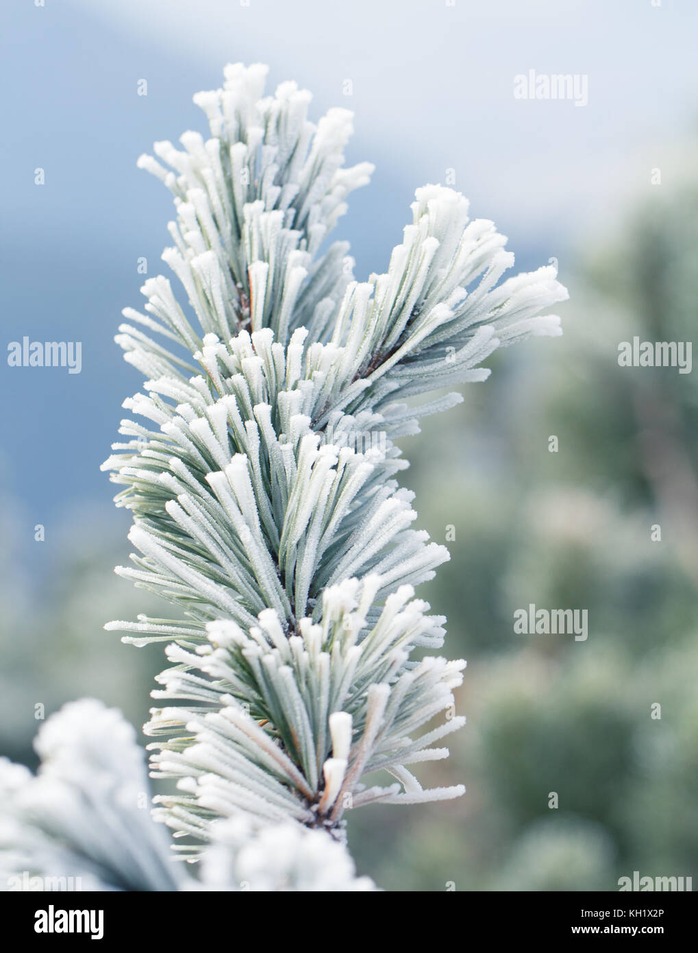 branch of fir tree covered with frost Stock Photo