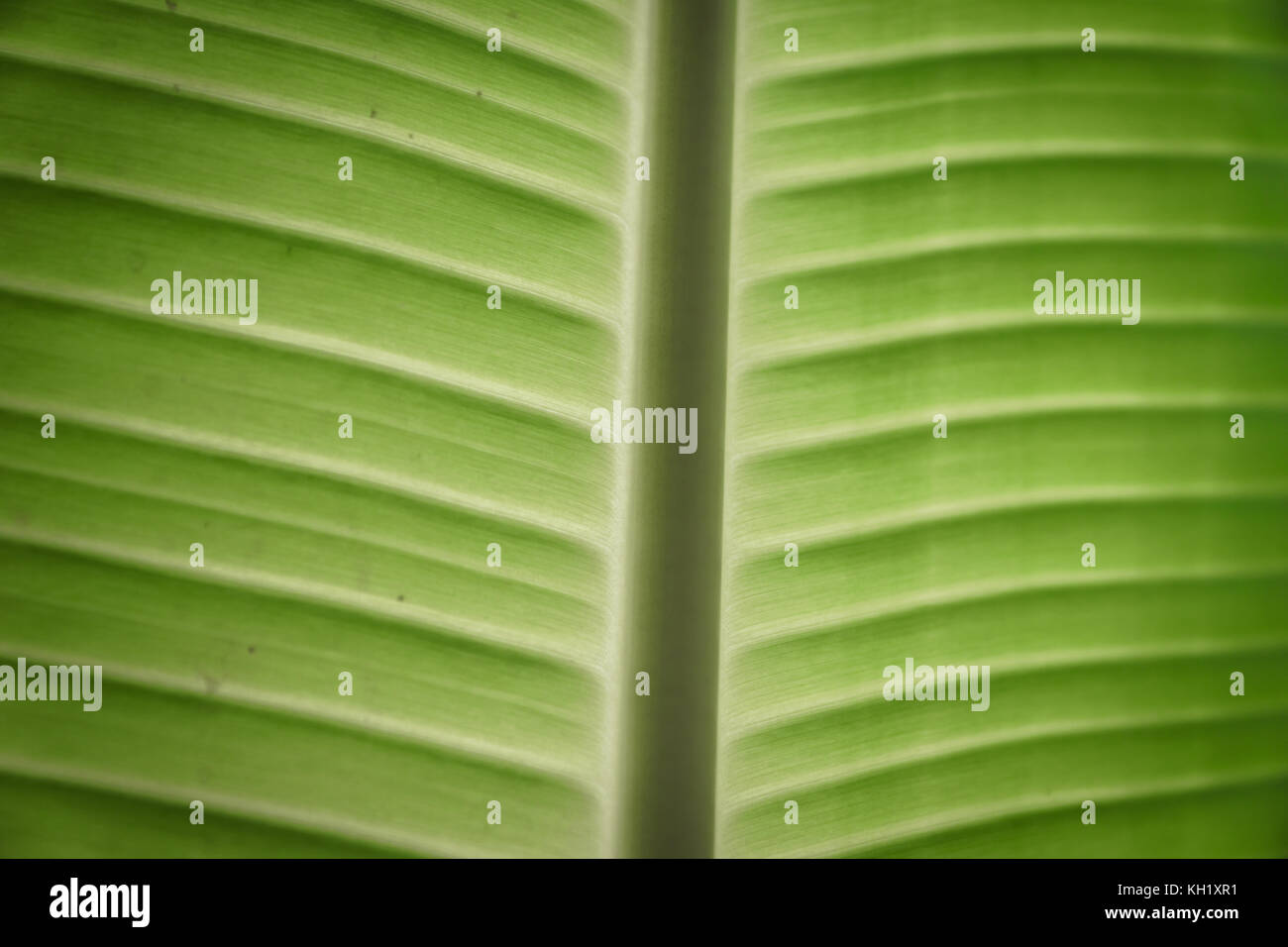 Colourful leaf texture hi-res stock photography and images - Alamy
